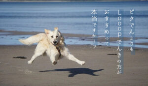 Looopでんきとピタでんを比較